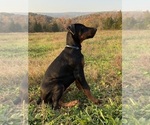 Small #9 Doberman Pinscher