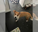 Small #11 Mutt