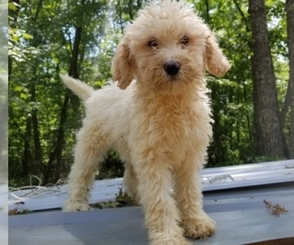Medium Photo #6 Poodle (Standard) Puppy For Sale in SPARTA, TN, USA