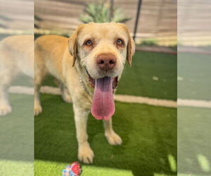 Labrador Retriever Dogs for adoption in San Diego, CA, USA