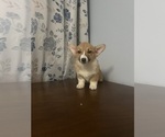 Small #55 Pembroke Welsh Corgi