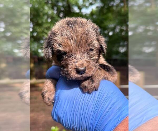 Medium Photo #1 Australian Shepherd-Unknown Mix Puppy For Sale in New York, NY, USA