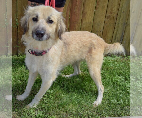 Medium Photo #4 Collie-Great Pyrenees Mix Puppy For Sale in Huntley, IL, USA