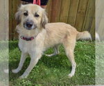Small #3 Collie-Great Pyrenees Mix