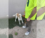 Small #4 German Shepherd Dog-Treeing Walker Coonhound Mix