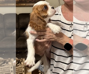 Cavalier King Charles Spaniel Puppy for sale in VICTORIA, TX, USA