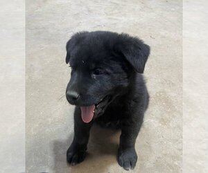 Labrador Retriever-Unknown Mix Dogs for adoption in Amarillo, TX, USA