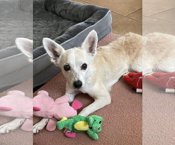 Medium Photo #1 Chihuahua-Unknown Mix Puppy For Sale in Queen Creek, AZ, USA