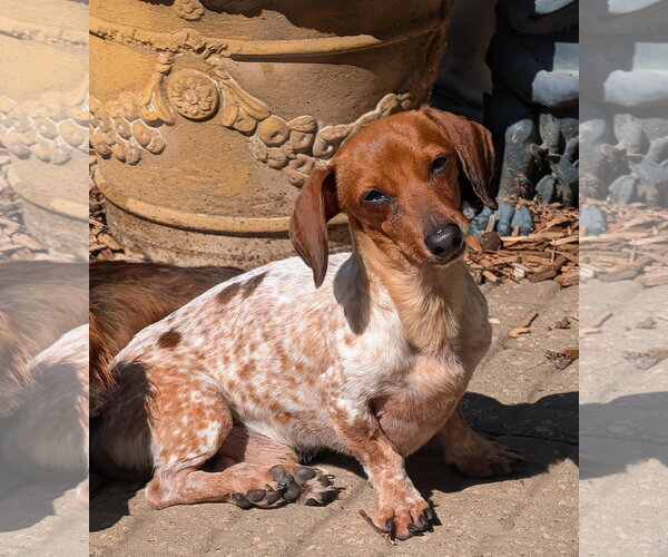 Medium Photo #2 Dachshund Puppy For Sale in Sioux Falls, SD, USA