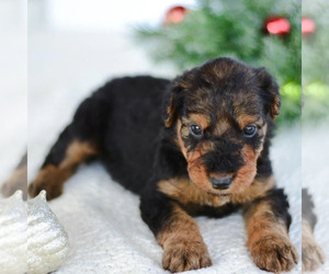 Airedale Terrier Puppy for sale in MALTA, OH, USA
