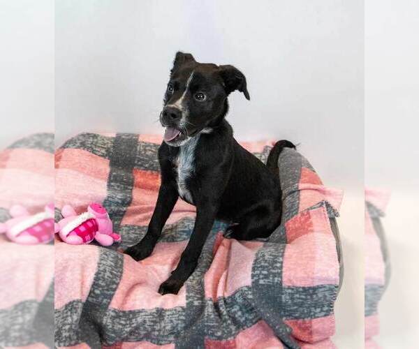 Medium Photo #3 Labrador Retriever-Unknown Mix Puppy For Sale in Kennesaw, GA, USA