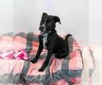 Small #2 Labrador Retriever Mix