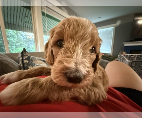 Medium Photo #14 Goldendoodle (Miniature) Puppy For Sale in NEWPORT, MN, USA