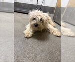 *MARY J - Female Lhasa-Poo Dog for Adoption - Small photo