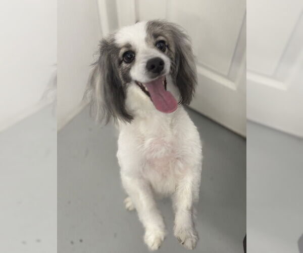 Medium Photo #2 Papshund Puppy For Sale in Studio City, CA, USA