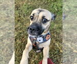Small #2 Pug Mix