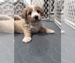 Small Photo #14 Poodle (Miniature)-Unknown Mix Puppy For Sale in CEDARTOWN, GA, USA
