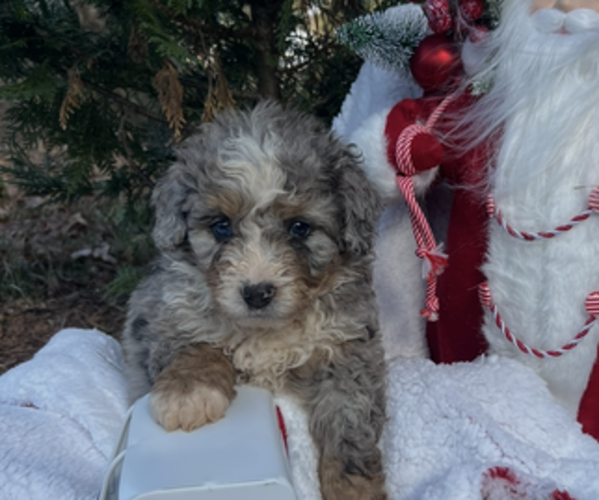 Medium Photo #2 Bernedoodle (Miniature) Puppy For Sale in SALUDA, SC, USA