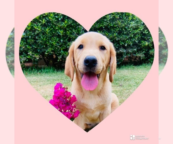 Medium Photo #1 Labrador Retriever Puppy For Sale in WILDWOOD, GA, USA