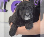 Small #2 Golden Retriever Mix