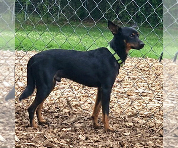 Medium Photo #2 Miniature Pinscher Puppy For Sale in Bloomingdale, NJ, USA