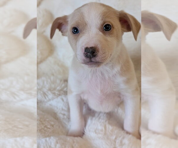 Medium Photo #5 Mutt Puppy For Sale in Brooklyn Center, MN, USA