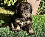 Puppy Poppy Miniature Bernedoodle