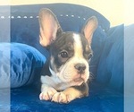 Small Photo #112 French Bulldog Puppy For Sale in DALLAS, TX, USA