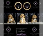 Puppy Giovanni F1BB Goldendoodle (Miniature)