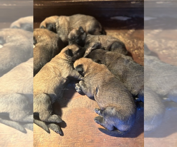 Medium Photo #1 Belgian Malinois Puppy For Sale in WHITAKERS, NC, USA
