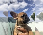 Small Photo #10 French Bulldog Puppy For Sale in FRASER, MI, USA