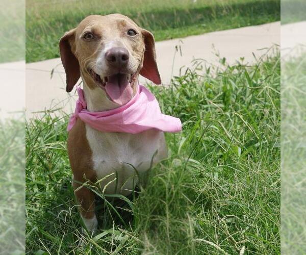 Medium Photo #1 Dachshund-Unknown Mix Puppy For Sale in San Antonio, TX, USA