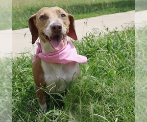 Dachshund-Unknown Mix Dogs for adoption in San Antonio, TX, USA