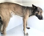 Small German Shepherd Dog Mix