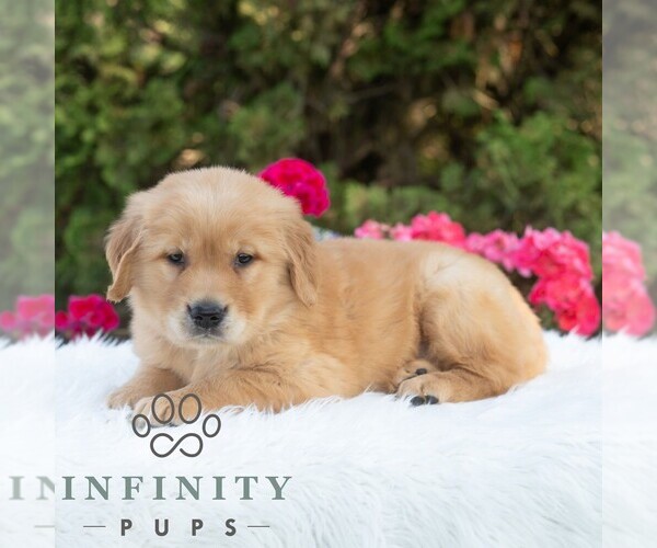 Medium Photo #3 Golden Retriever Puppy For Sale in NEWPORT, PA, USA