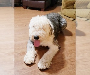 Father of the Sheepadoodle puppies born on 03/09/2023