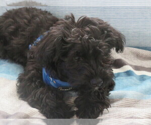 Poodle (Miniature)-YorkiePoo Mix Puppy for sale in BONITA SPRINGS, FL, USA
