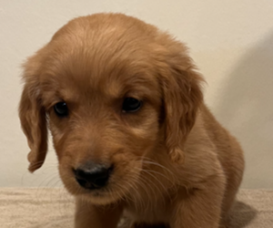Golden Retriever Puppy for sale in COLUMBUS, IN, USA