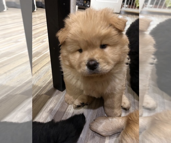 Medium Photo #2 Chow Chow Puppy For Sale in CICERO, IL, USA