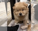 Small Photo #2 Chow Chow Puppy For Sale in CICERO, IL, USA