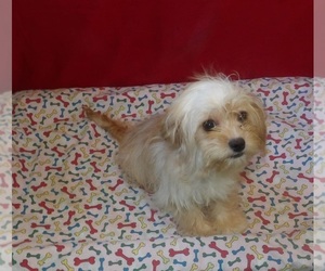 Cavachon Puppy for sale in PATERSON, NJ, USA