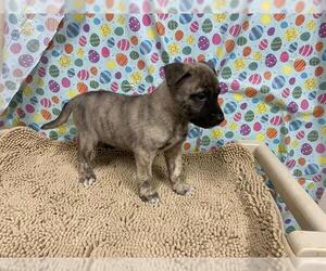 German Shepherd Dog-Unknown Mix Dogs for adoption in Modesto, CA, USA
