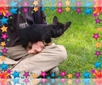 Small Photo #51 Pembroke Welsh Corgi-Scottish Terrier Mix Puppy For Sale in GREELEY, CO, USA