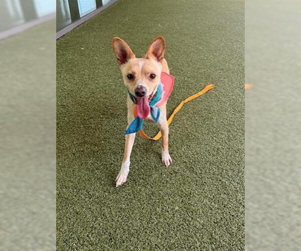 Medium Photo #1 Chihuahua-Unknown Mix Puppy For Sale in San Martin, CA, USA
