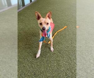 Chihuahua-Unknown Mix Dogs for adoption in San Martin, CA, USA