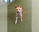 Small Chihuahua Mix