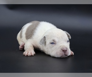 American Bully Puppy for sale in CHAMPAIGN, IL, USA