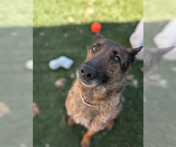 Medium Photo #2 German Shepherd Dog-Unknown Mix Puppy For Sale in Downey, CA, USA