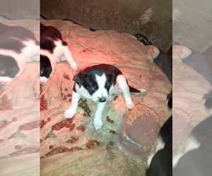 Border Collie-Unknown Mix Puppy for sale in ARLINGTON, WA, USA
