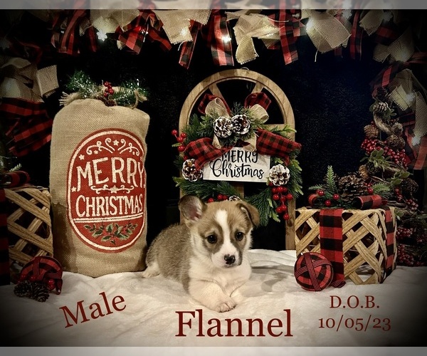 Medium Photo #1 Pembroke Welsh Corgi Puppy For Sale in BLACKSBURG, VA, USA